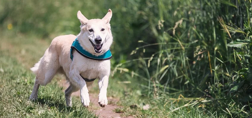 Passeggiata due volte al giorno: la legge per i cani